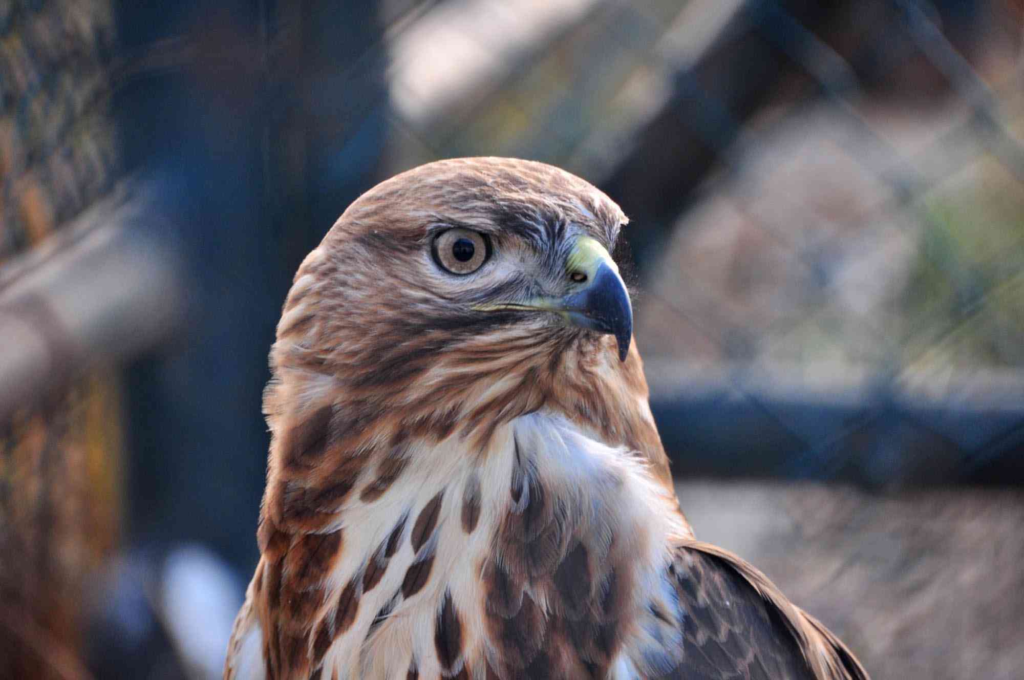 Kafkas Üniversitesi’ndeki Merkez, 10 Yılda 4 Bin 500 Yaban Hayvanını