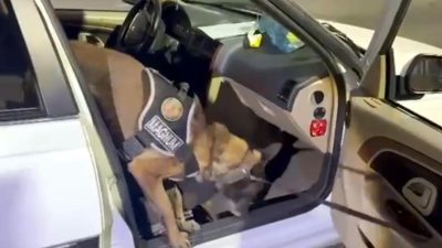 Erzurum’da yabancı plakalı bir otomobilde yapılan narkotik aramasında, ön yolcu