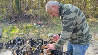   Türkiye’nin mantar üretiminde önemli bölgelerinden Istranca Ormanları, bu yıl