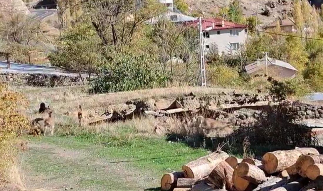 Erzurum’un Olur ilçesindeki Ormanağzı Mahallesi, doğayla iç içe yaşamın örneklerinden