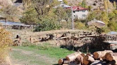 Erzurum’un Olur ilçesindeki Ormanağzı Mahallesi, doğayla iç içe yaşamın örneklerinden