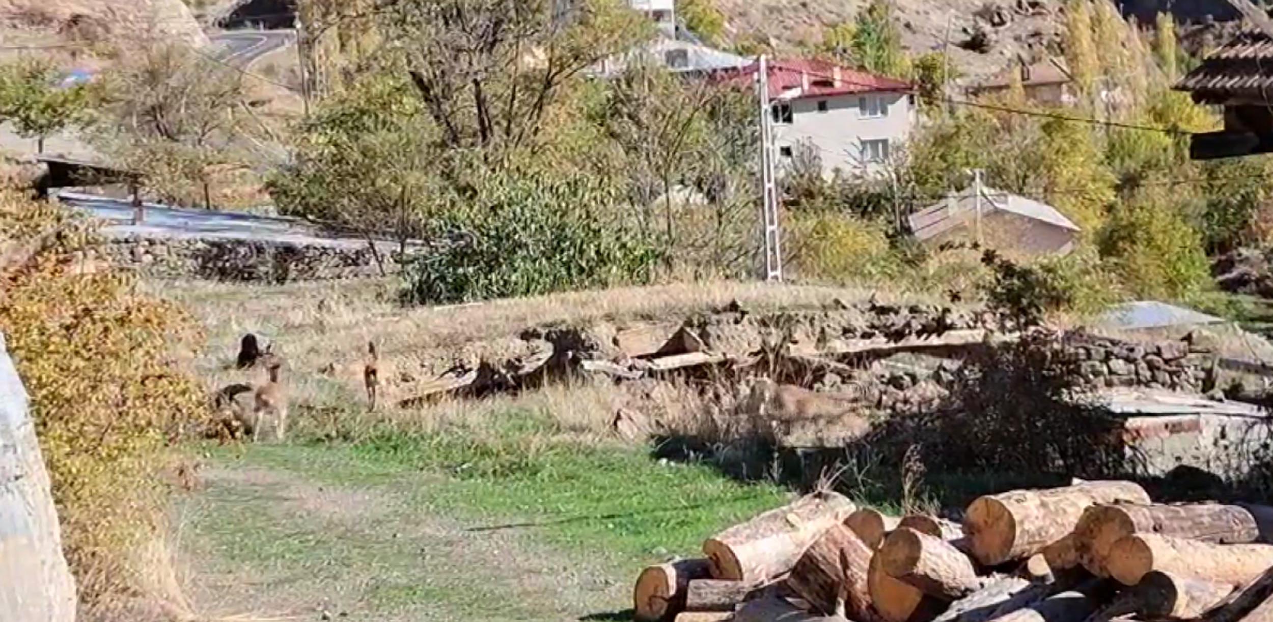 Erzurum’un Olur ilçesindeki Ormanağzı Mahallesi, doğayla iç içe yaşamın örneklerinden