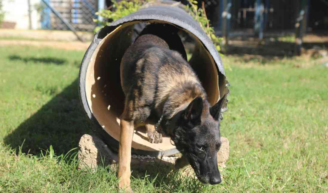 Köpek Eğitmeni Mehmet Doruk: “Köpeklere Madde Verilmiyor, Oyunla Eşleştiriyoruz” Antalya’da,