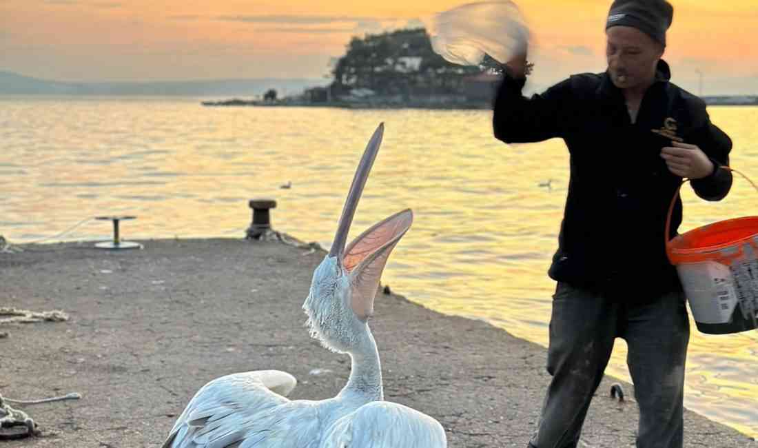Balıkesir’in Erdek ilçesinde, sahile çıkan bir pelikan, vatandaşlar tarafından balıkla
