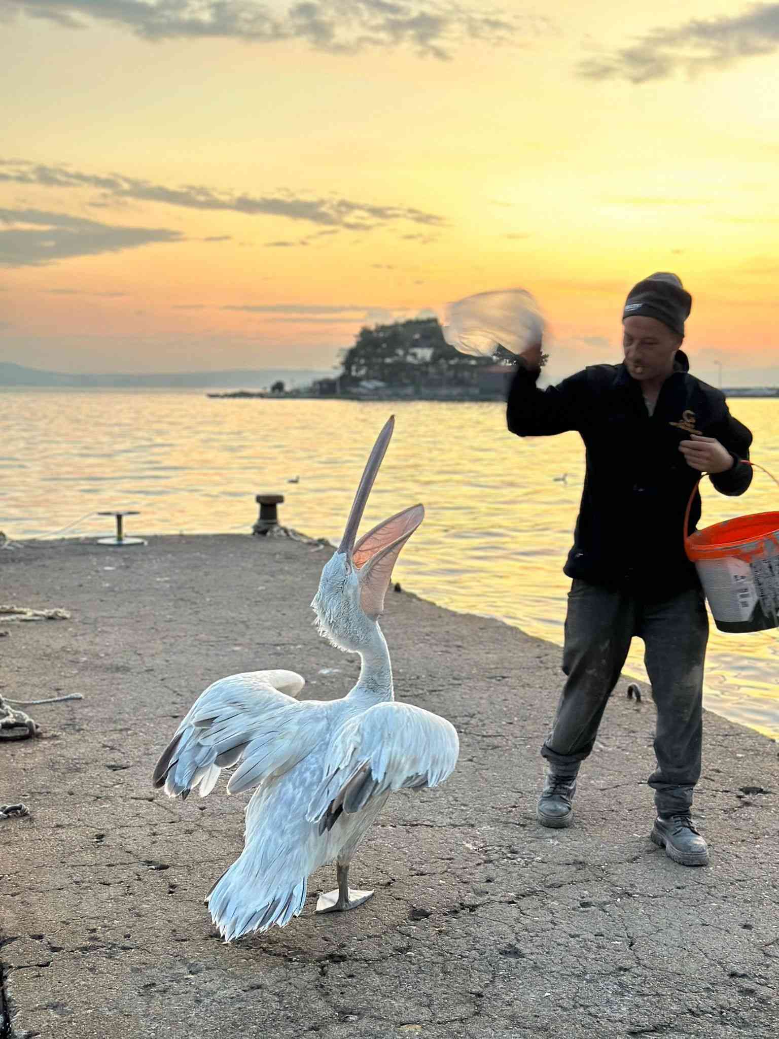 Balıkesir’in Erdek ilçesinde, sahile çıkan bir pelikan, vatandaşlar tarafından balıkla