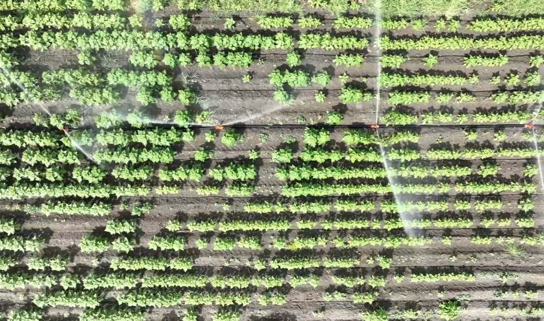 Adana Ticaret Borsası (ATB) Meclis Başkanı Osman Bağış, Türkiye’de artan