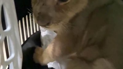 Tuzla’da Yapılan Denetimde Yavru Afrika Aslanı Ele Geçirildi Tarım ve