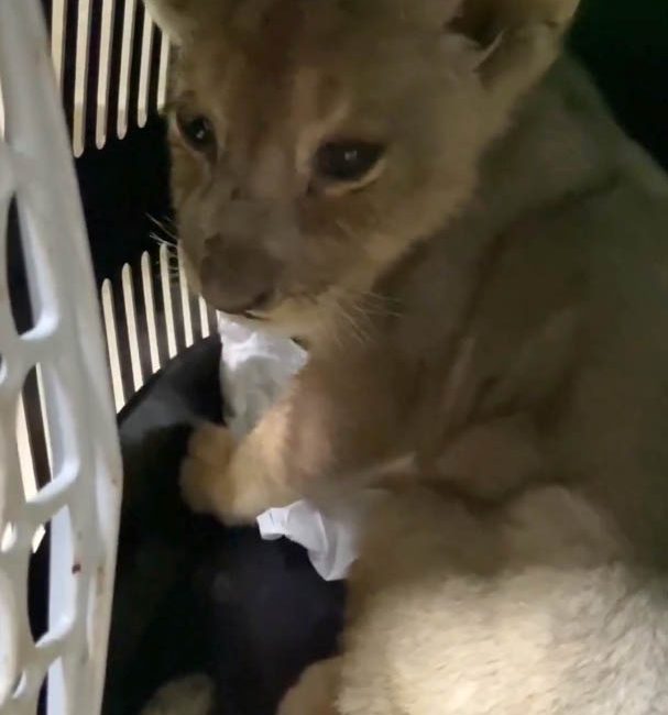 Tuzla’da Yapılan Denetimde Yavru Afrika Aslanı Ele Geçirildi Tarım ve