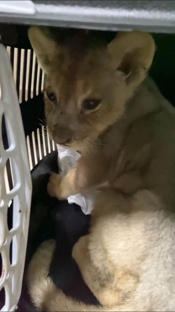 Tuzla’da Yapılan Denetimde Yavru Afrika Aslanı Ele Geçirildi Tarım ve