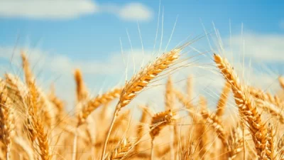 Tarım İşletmeleri Genel Müdürlüğü (TİGEM), 2025 yılı üretim sezonuna ait