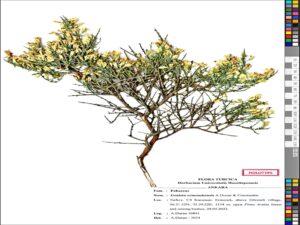 &nbsp; Dünyada Sadece Ermenek’te Yetişiyor: Genista ermenekensis Karaman’ın Ermenek ilçesinde,