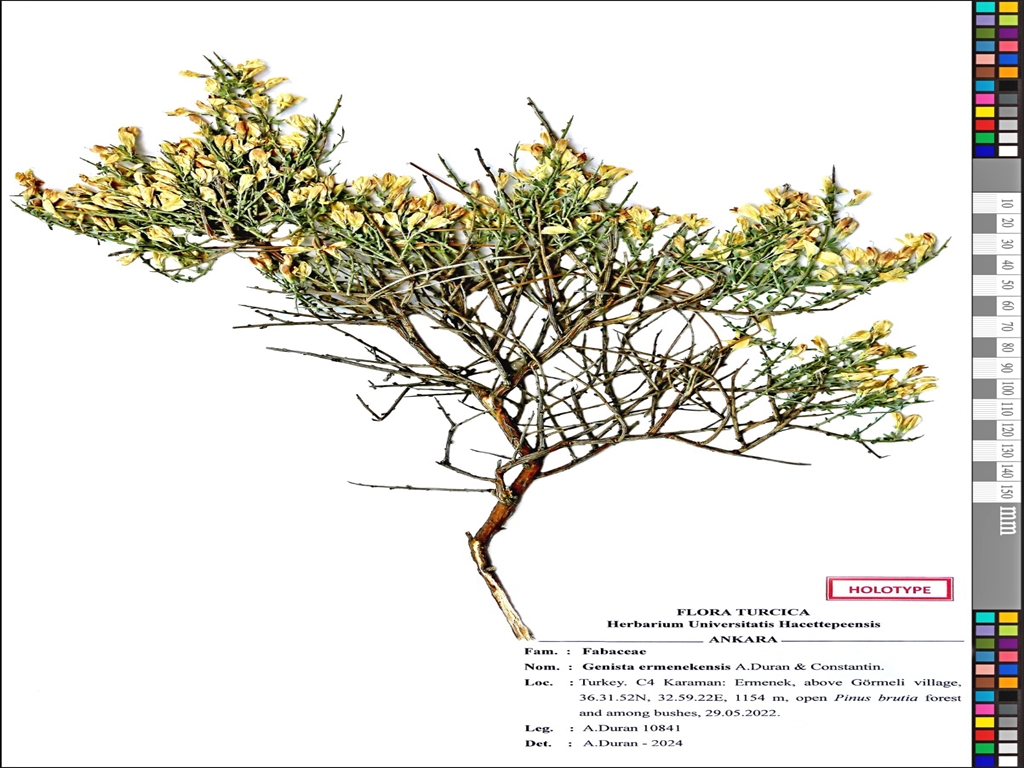 &nbsp; Dünyada Sadece Ermenek’te Yetişiyor: Genista ermenekensis Karaman’ın Ermenek ilçesinde,