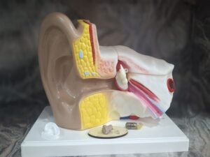 &nbsp; Toplanan Atık Piller, İşitme Engellilere Destek Olarak Geri Dönüyor