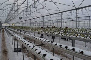 &nbsp; Mehmet Doğan, 4 Bin Metrekarelik Modern Serasında Yıl Boyu