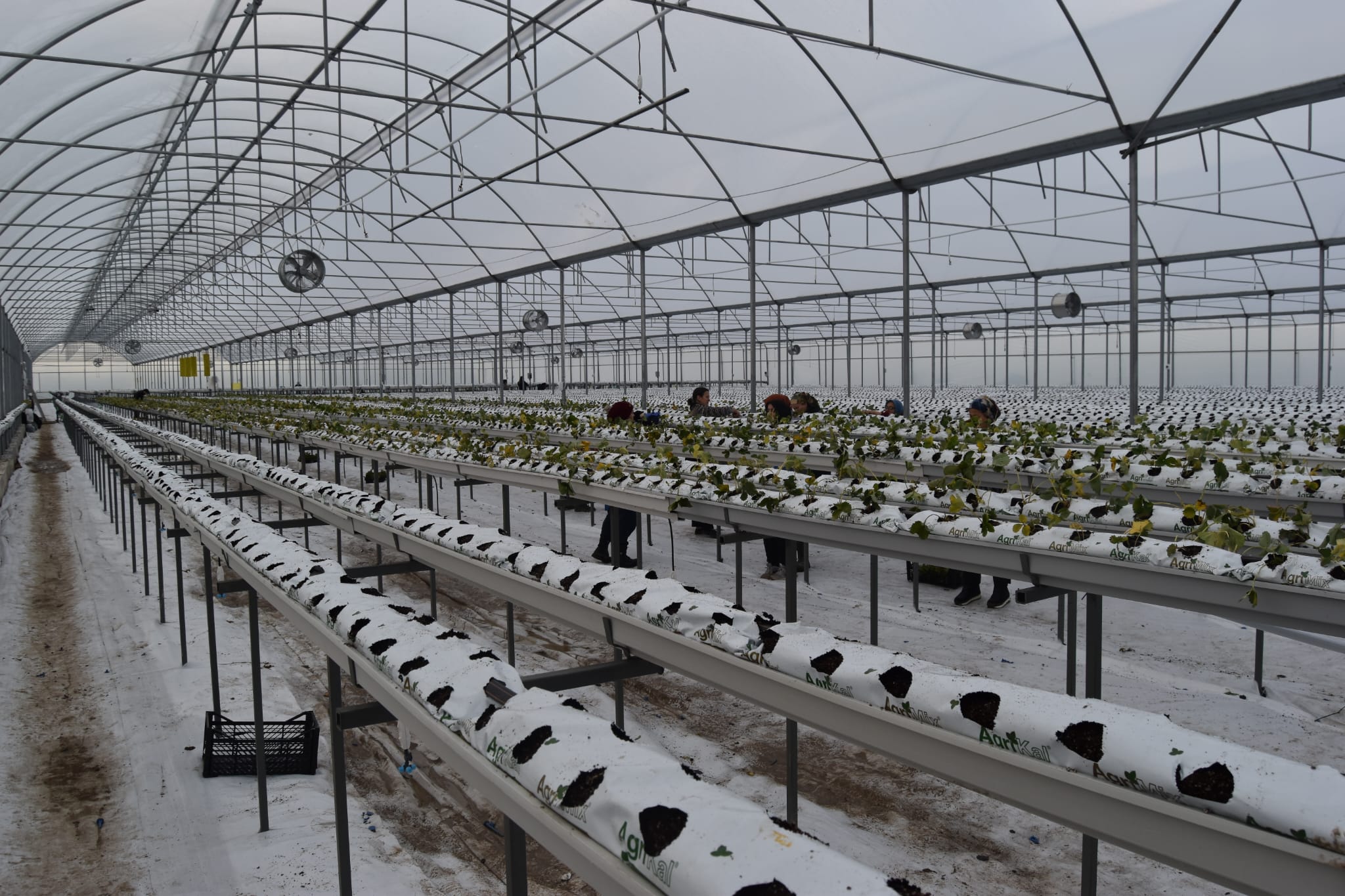 &nbsp; Mehmet Doğan, 4 Bin Metrekarelik Modern Serasında Yıl Boyu