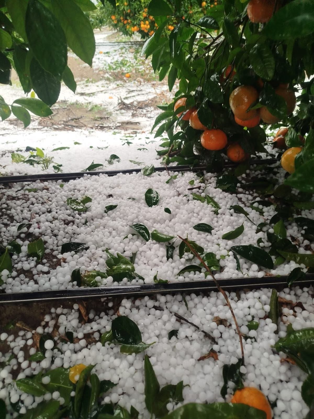 Karataş ve Yumurtalık İlçelerinde Etkili Olan Dolu, Narenciye Bahçelerinde Zarara