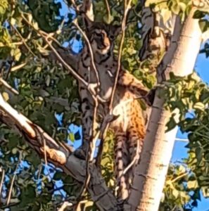 &nbsp; Kırsalda Bir Köylü Ağaçta Anadolu Parsını Fotoğrafladı Tunceli’nin kırsalında,