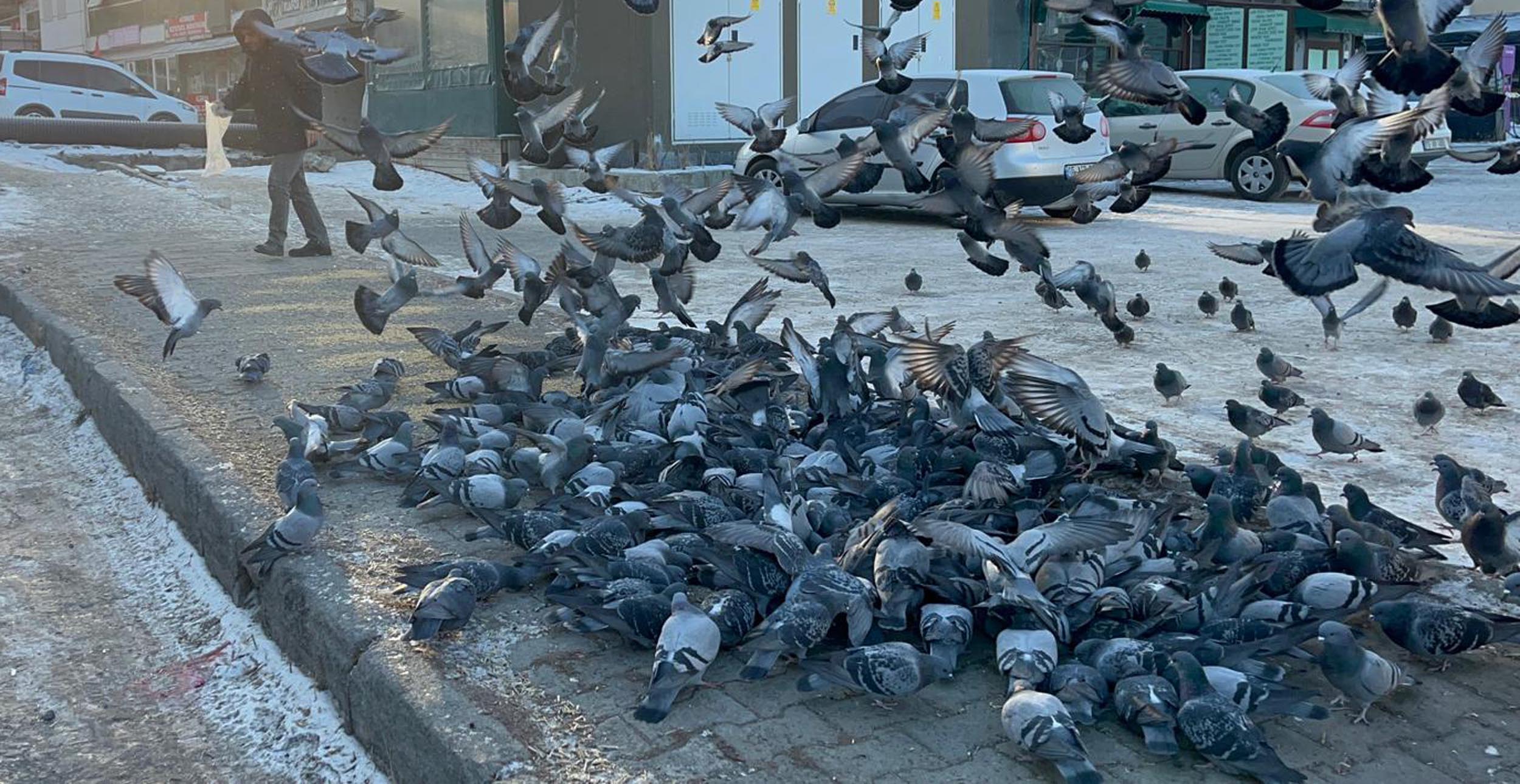 Kışın Sert Geçtiği Ardahan’da Güvercinler Esnafa Emanet: “Her Sabah Yolumuzu