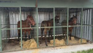 &nbsp; Kesime Hazır 3 At Bulundu, İşletme Sahibi Hakkında Soruşturma