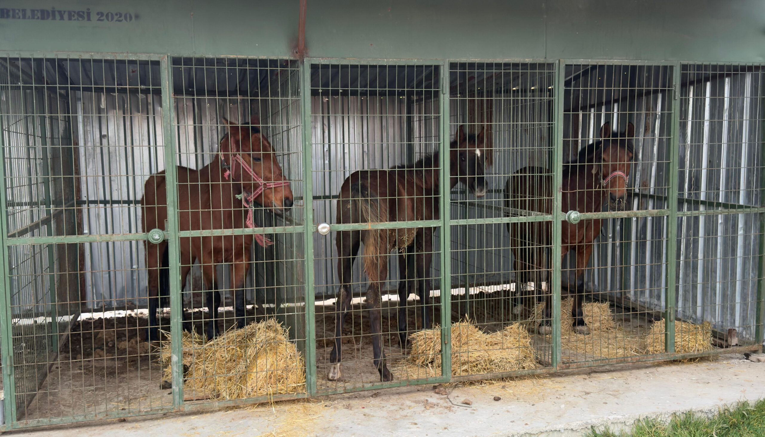 &nbsp; Kesime Hazır 3 At Bulundu, İşletme Sahibi Hakkında Soruşturma