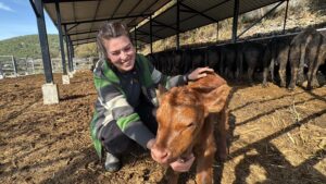 &nbsp; Muğla’da Genç Kadın Üretici, 30 Büyükbaş Hayvanla Besicilik Hayalini