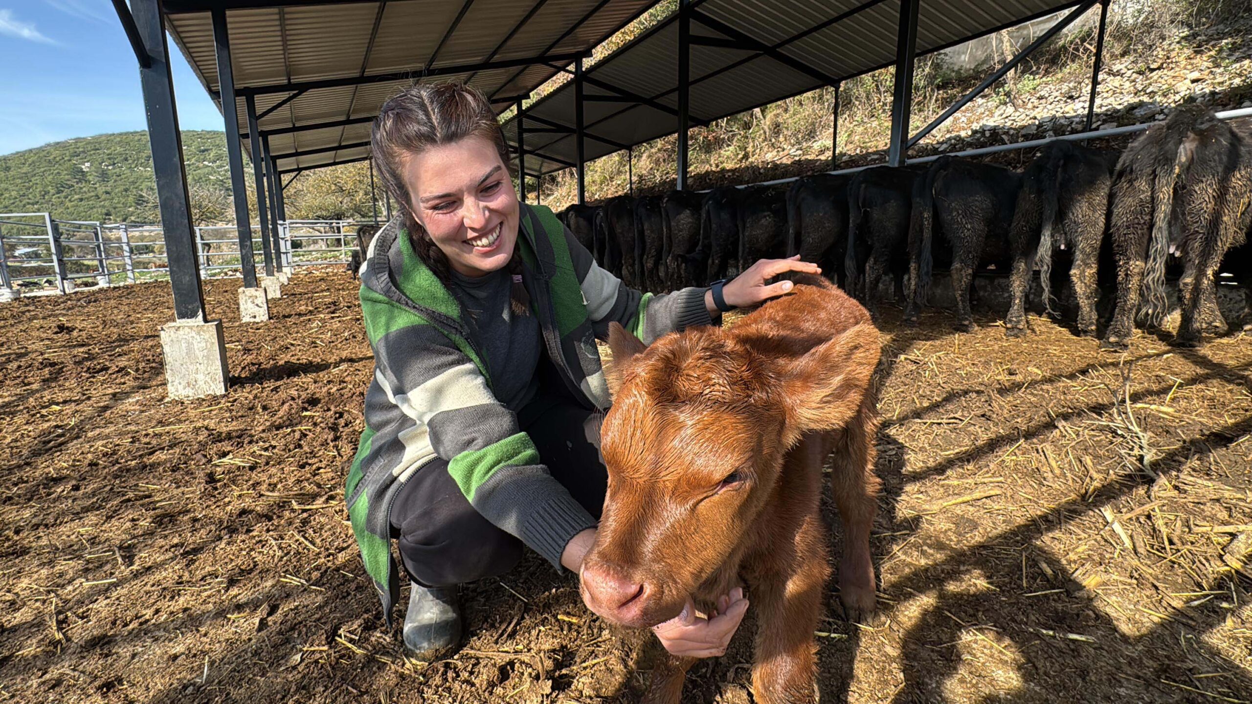&nbsp; Muğla’da Genç Kadın Üretici, 30 Büyükbaş Hayvanla Besicilik Hayalini