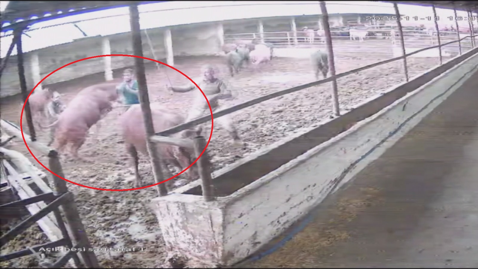 &nbsp; Suluova’da Çiftlikte Boğa Panik Yarattı Amasya’nın Suluova ilçesindeki bir