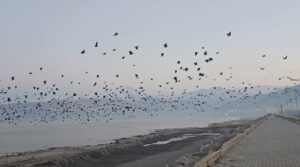 &nbsp; Tatvan Sahilinde Kargaların Toplu Hareketliliği Dikkat Çekti Bitlis’in Tatvan