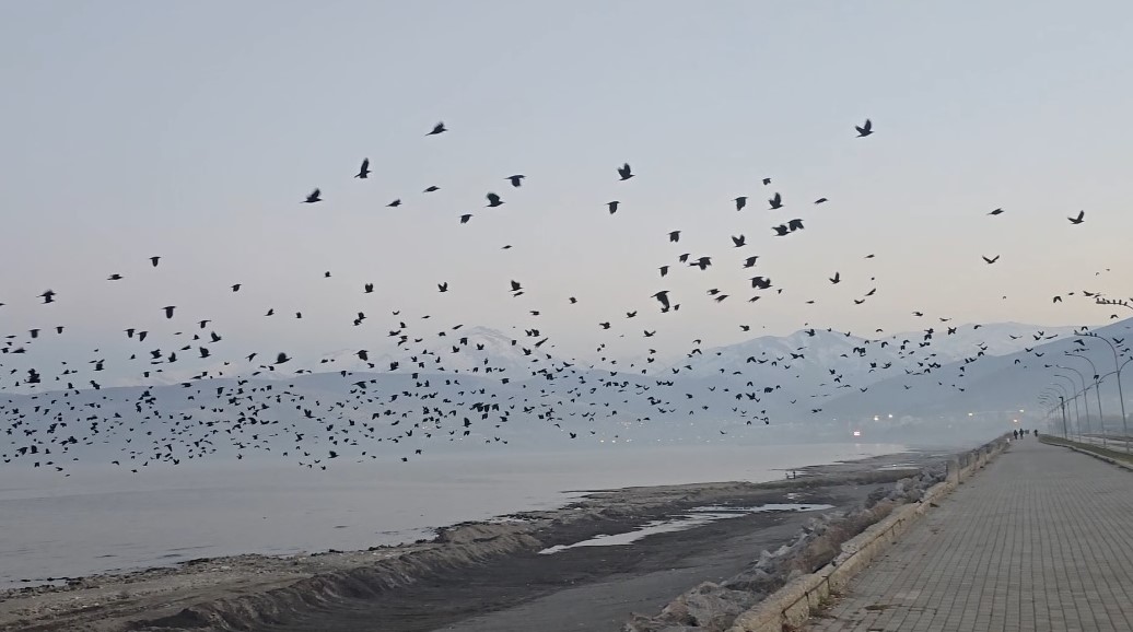 &nbsp; Tatvan Sahilinde Kargaların Toplu Hareketliliği Dikkat Çekti Bitlis’in Tatvan