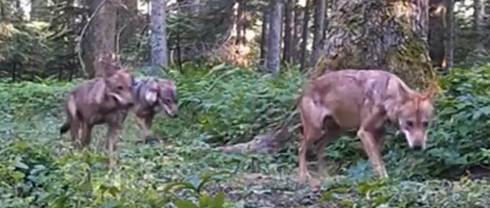 DKMP Ekipleri Tarafından Yerleştirilen Fotokapanlar, Yaban Hayvanlarını Doğal Ortamlarında Görüntüledi