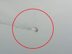 Bingöl Yayladere’den Özlüce Baraj Gölü’ne Giren Dağ Keçisi Karşı Kıyıya