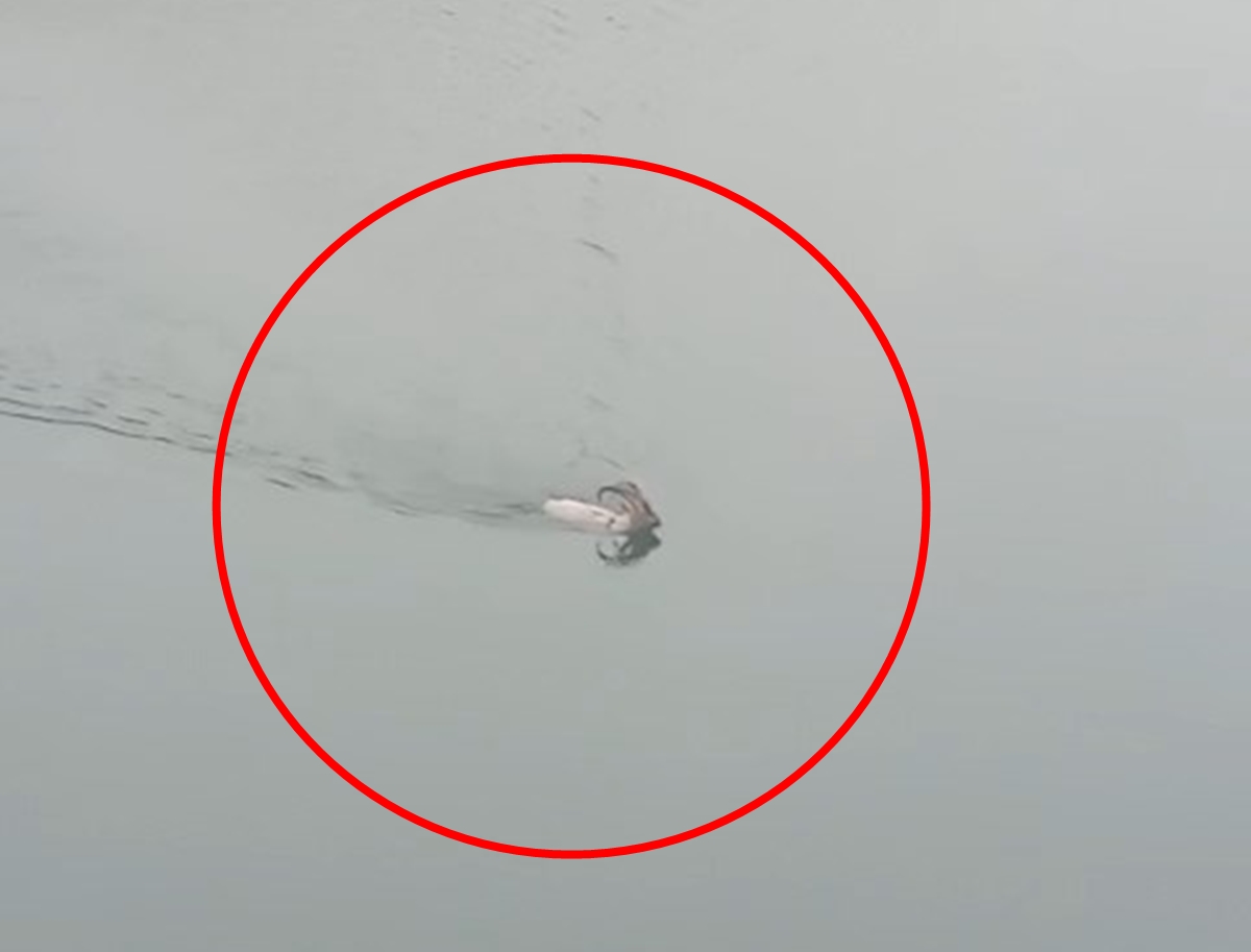 Bingöl Yayladere’den Özlüce Baraj Gölü’ne Giren Dağ Keçisi Karşı Kıyıya