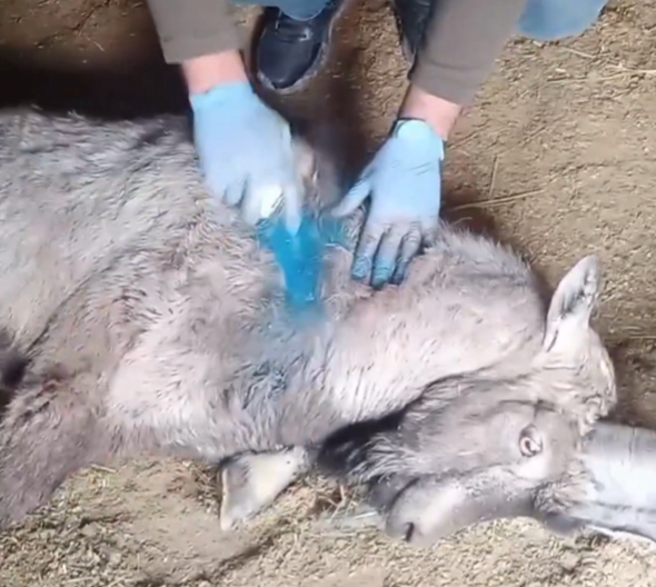 Sivas’ın Gürün ilçesinde yaralı halde bulunan 5 yaşındaki yaban keçisi,