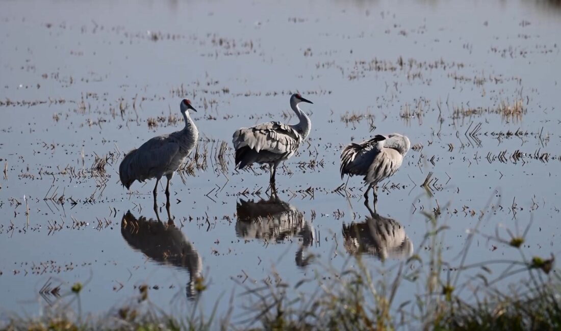 &nbsp; 334 Kuş Türüne Ev Sahipliği Yapıyor Mersin’in Silifke ilçesindeki
