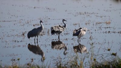 &nbsp; 334 Kuş Türüne Ev Sahipliği Yapıyor Mersin’in Silifke ilçesindeki