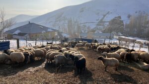 Hakkari’nin Yüksekova ilçesinde termometreler sıfırın altında 10 dereceyi gösterirken, sadece