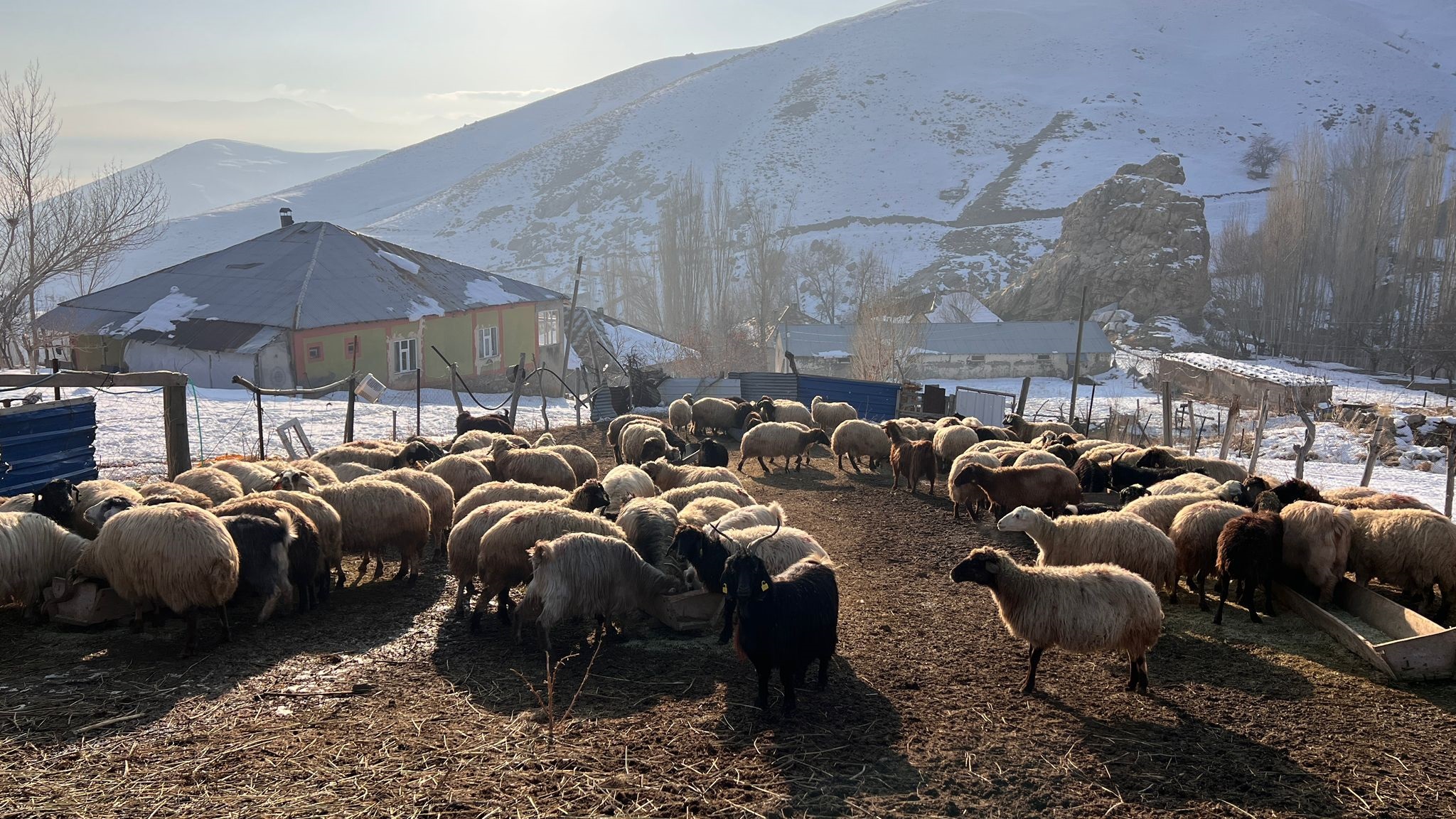 Hakkari’nin Yüksekova ilçesinde termometreler sıfırın altında 10 dereceyi gösterirken, sadece