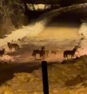 Ardahan’ın Posof İlçesinde Gece Saatlerinde Görüntülenen 8 Kurtluk Sürü Panik
