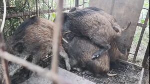 Çanakça Ormanı’nda Tesadüfen Fark Edilen Kapanlardaki Domuzlar Ekiplerce Doğaya Salındı