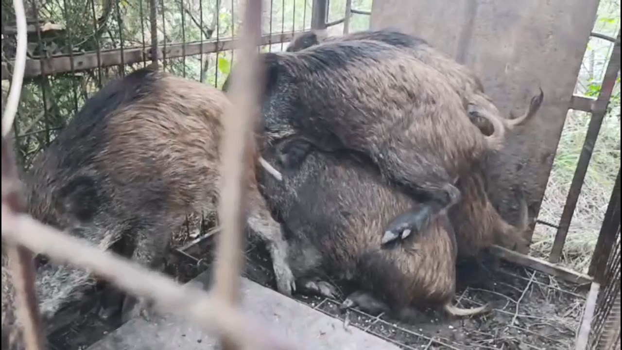 Çanakça Ormanı’nda Tesadüfen Fark Edilen Kapanlardaki Domuzlar Ekiplerce Doğaya Salındı