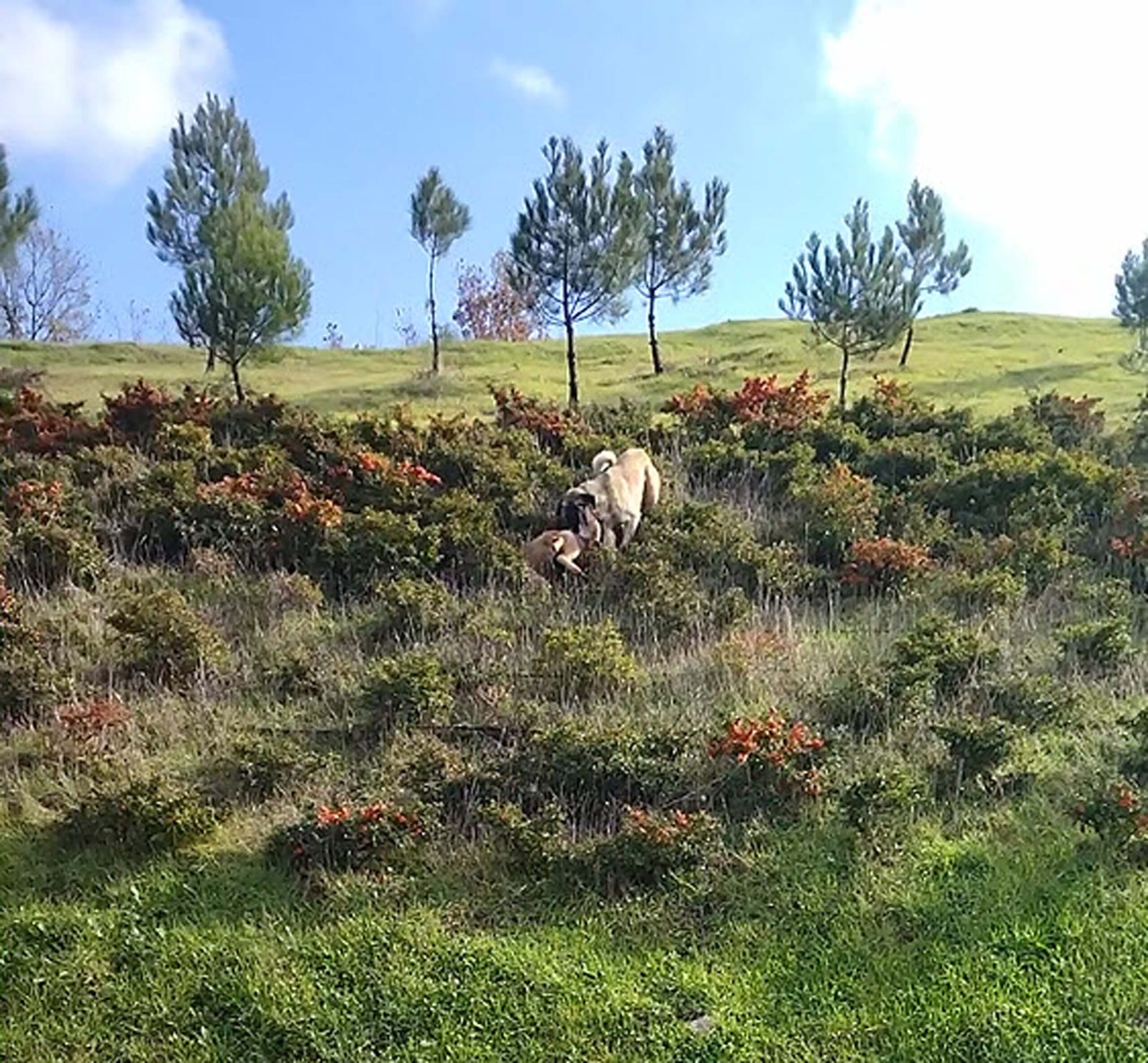 &nbsp; Sürüyü Koruyan Kangal ile Kurt Karşı Karşıya Geldi Balıkesir’in