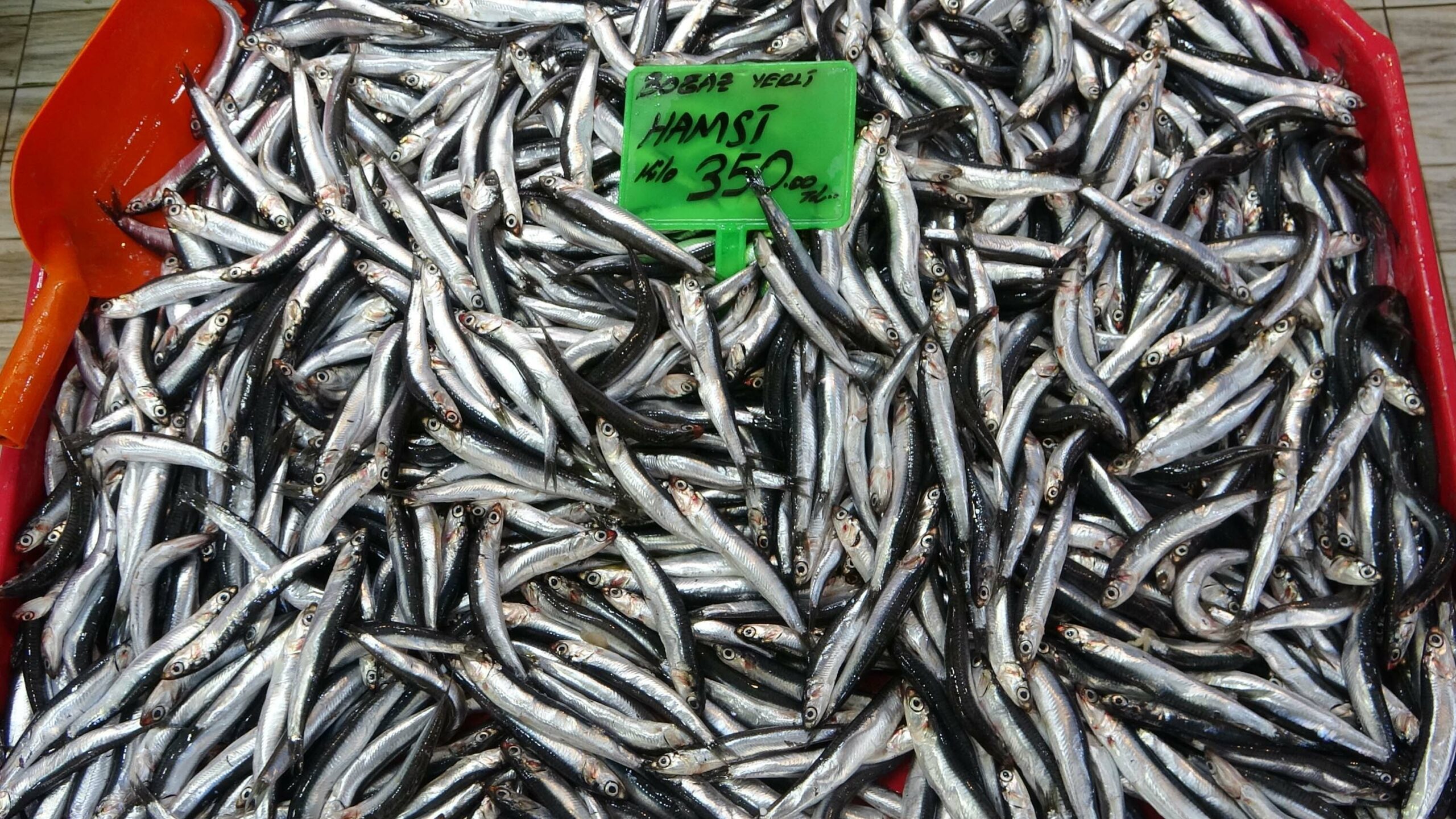 Karadeniz’de Hamsi Azaldı, Balıkçılar Ege’ye Yöneldi: Su Sıcaklığı Mevsim Normallerinin