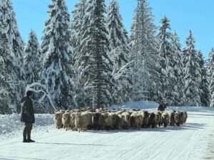 Çobanlar Sürüleriyle Birlikte Kışlaklara Dönüyor Ordu’da yaklaşık bir haftadır yüksek