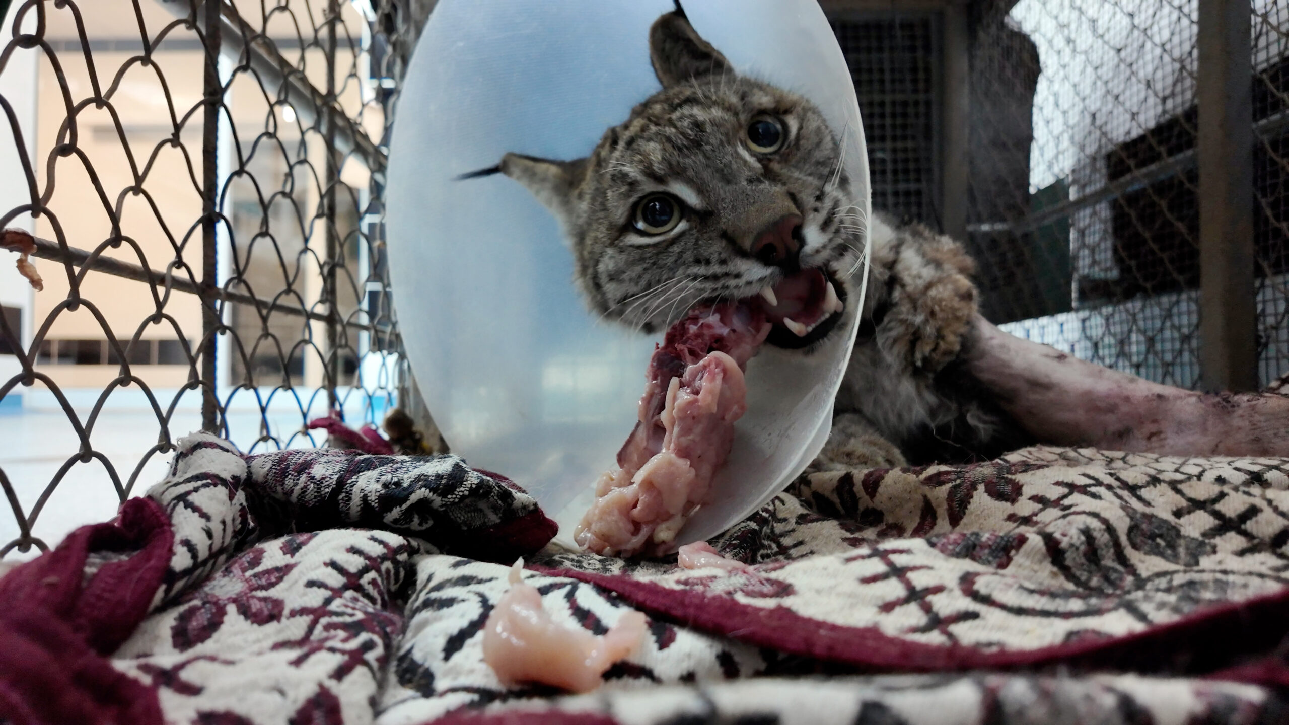 Burdur’da bir köyde kümese girdiği sırada köpeklerin saldırısına uğrayarak ağır