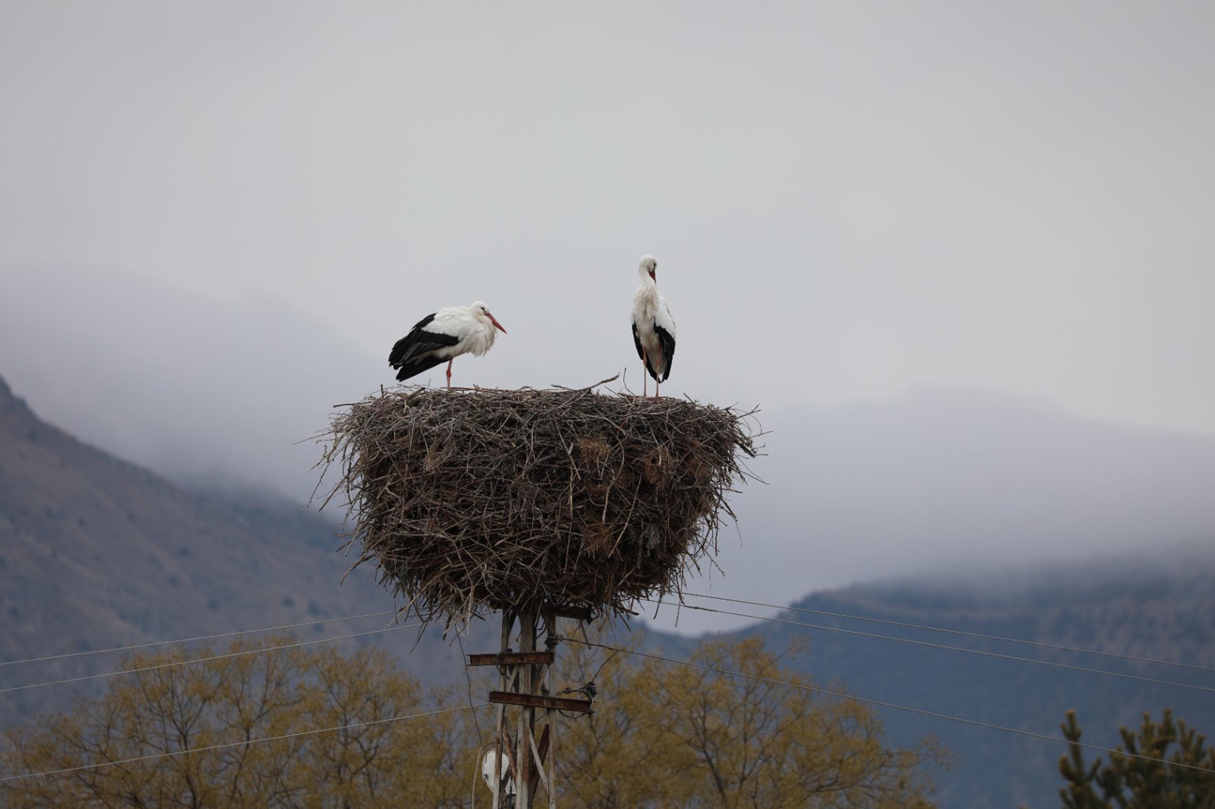 Erzincan’ın Kilimli köyünde 10 yıl önce yuva kuran leylek çifti,
