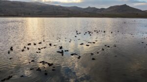 &nbsp; Son Yağışlarla Su Tutan Bingöl Gölü, Kuşlara Yeniden Ev