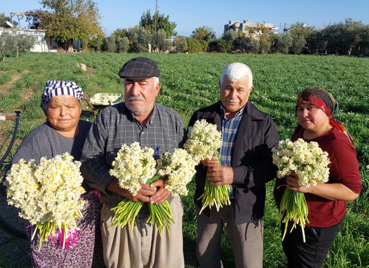 Çilek Diyarında Alternatif Üretim: Baharın Müjdecisi Nergisler Türkiye’ye Gönderiliyor Mersin’in