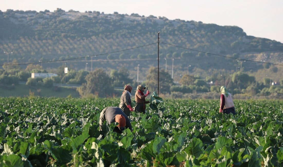 &nbsp; Mevsim Sıcaklıkları Hasadı Öne Çekti, Piyasada Bolluk Oluştu İzmir’in