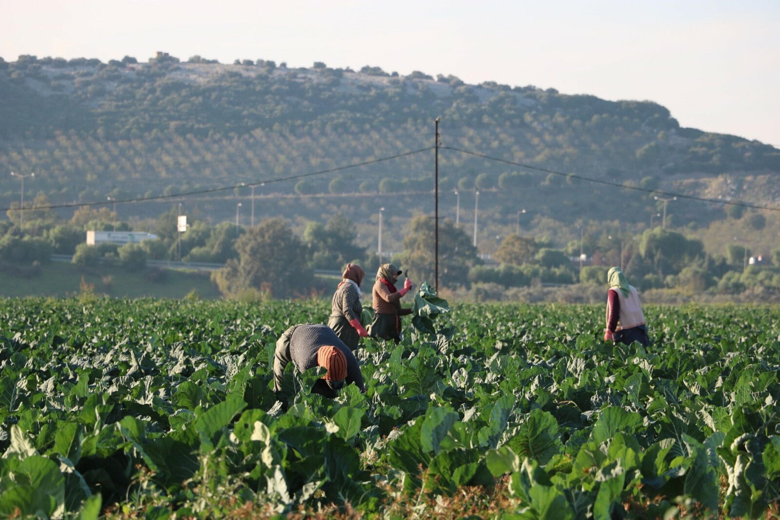 &nbsp; Mevsim Sıcaklıkları Hasadı Öne Çekti, Piyasada Bolluk Oluştu İzmir’in