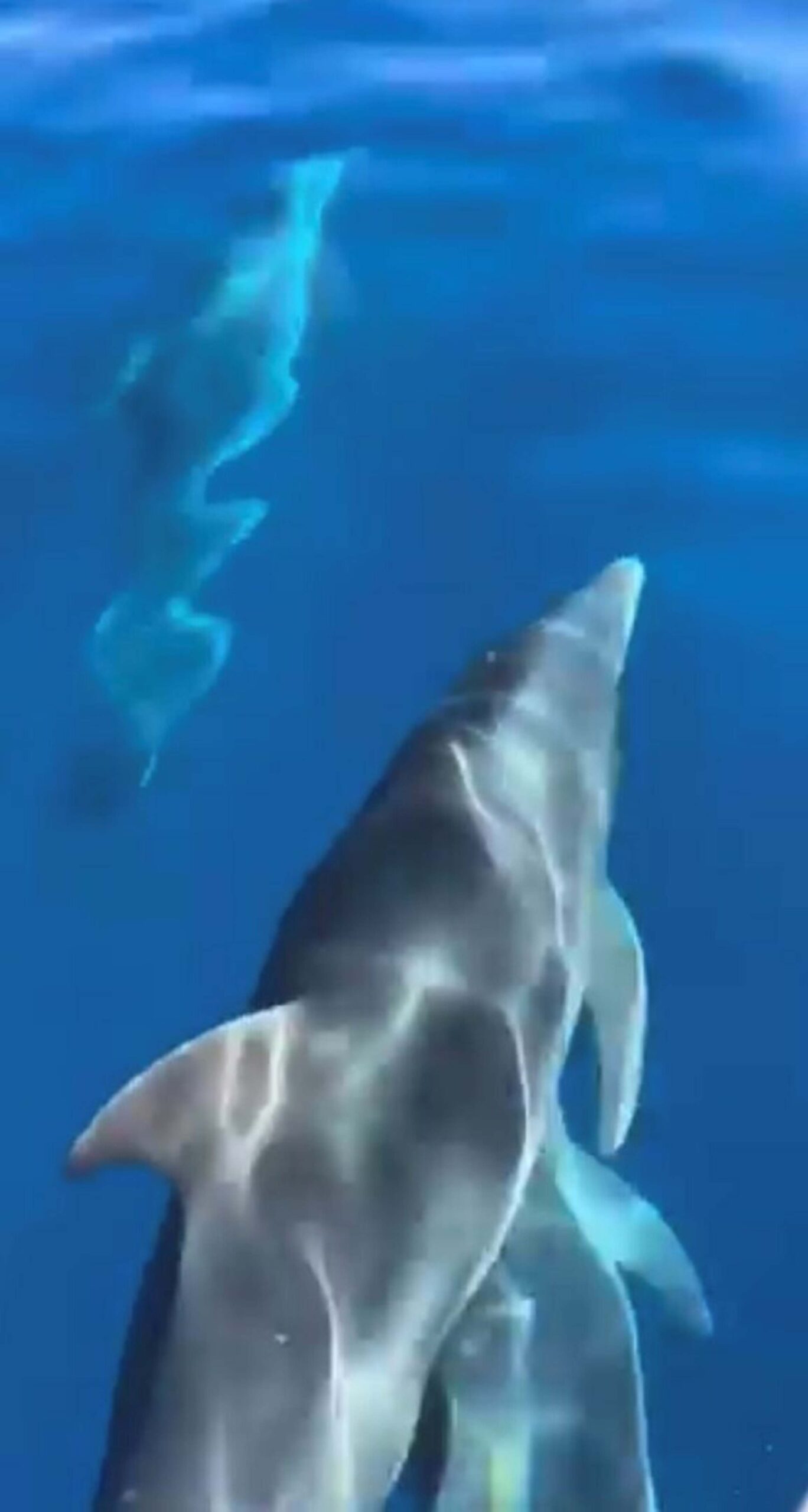 Muğla’nın Marmaris ilçesi açıklarında tekneleriyle gezintiye çıkan vatandaşlar, kendilerine eşlik